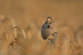 <p>STRNAD LUČNÍ (Emberiza calandra) Šluknovsko -JHiříkov ----- /Corn bunting – Grauammer/</p>